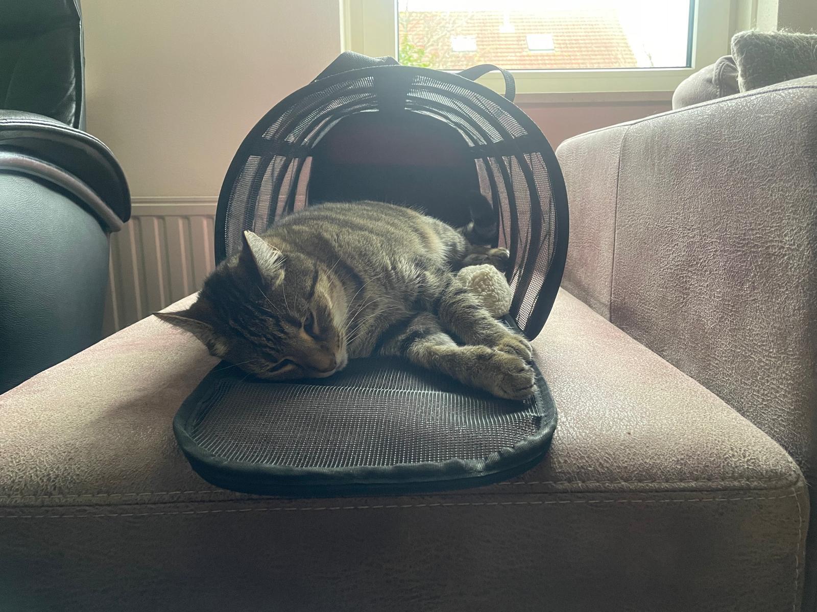 Opvouwbare Kattenreismand Groen 9