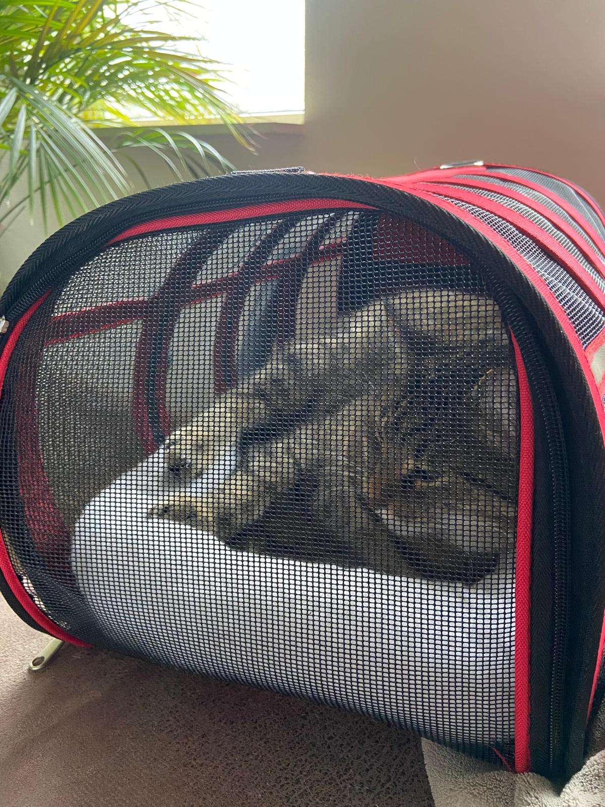 Opvouwbare Kattenreismand Rood 11