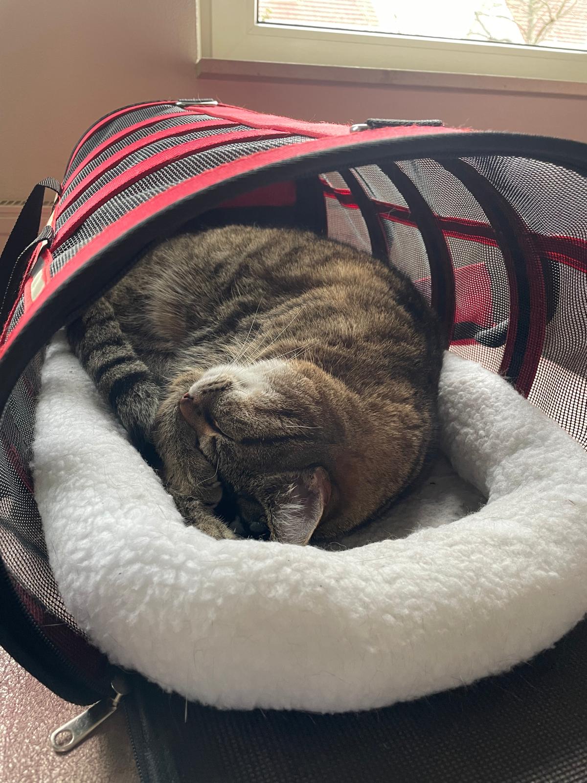 Opvouwbare Kattenreismand Rood 9