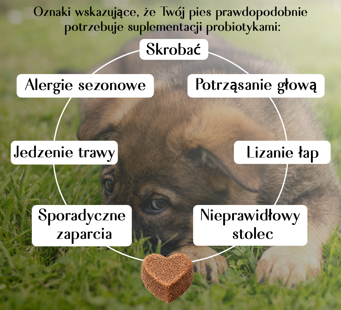 Darmbalans XL - Probiotica Chews voor Honden - Vleessmaak - 100 stuks 3