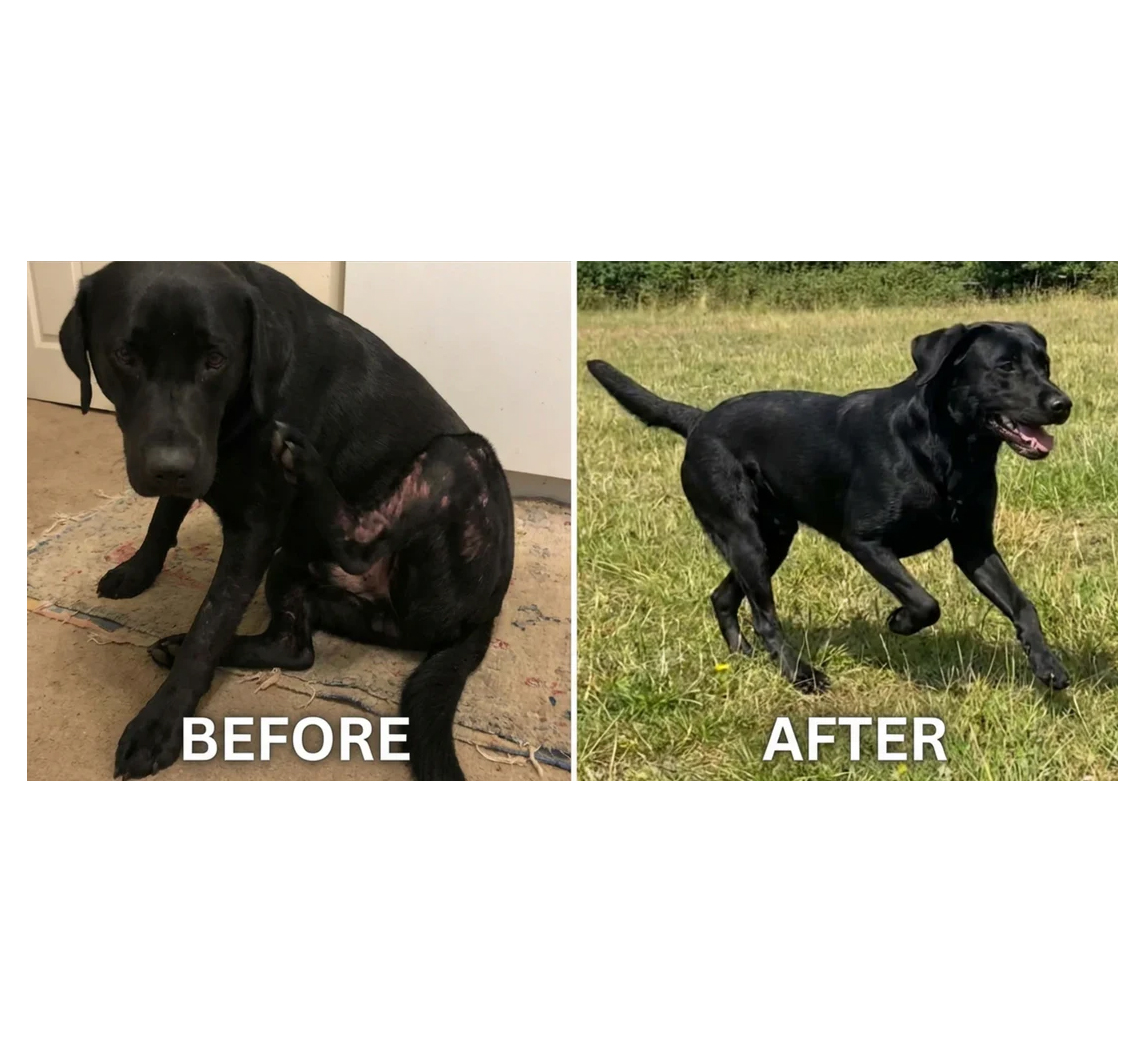 Darmbalans XL - Probiotica Chews voor Honden - Vleessmaak - 100 stuks 7