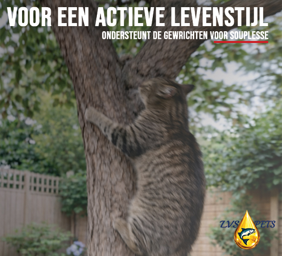 Premium Zalmolie voor katten - 100 ml 7